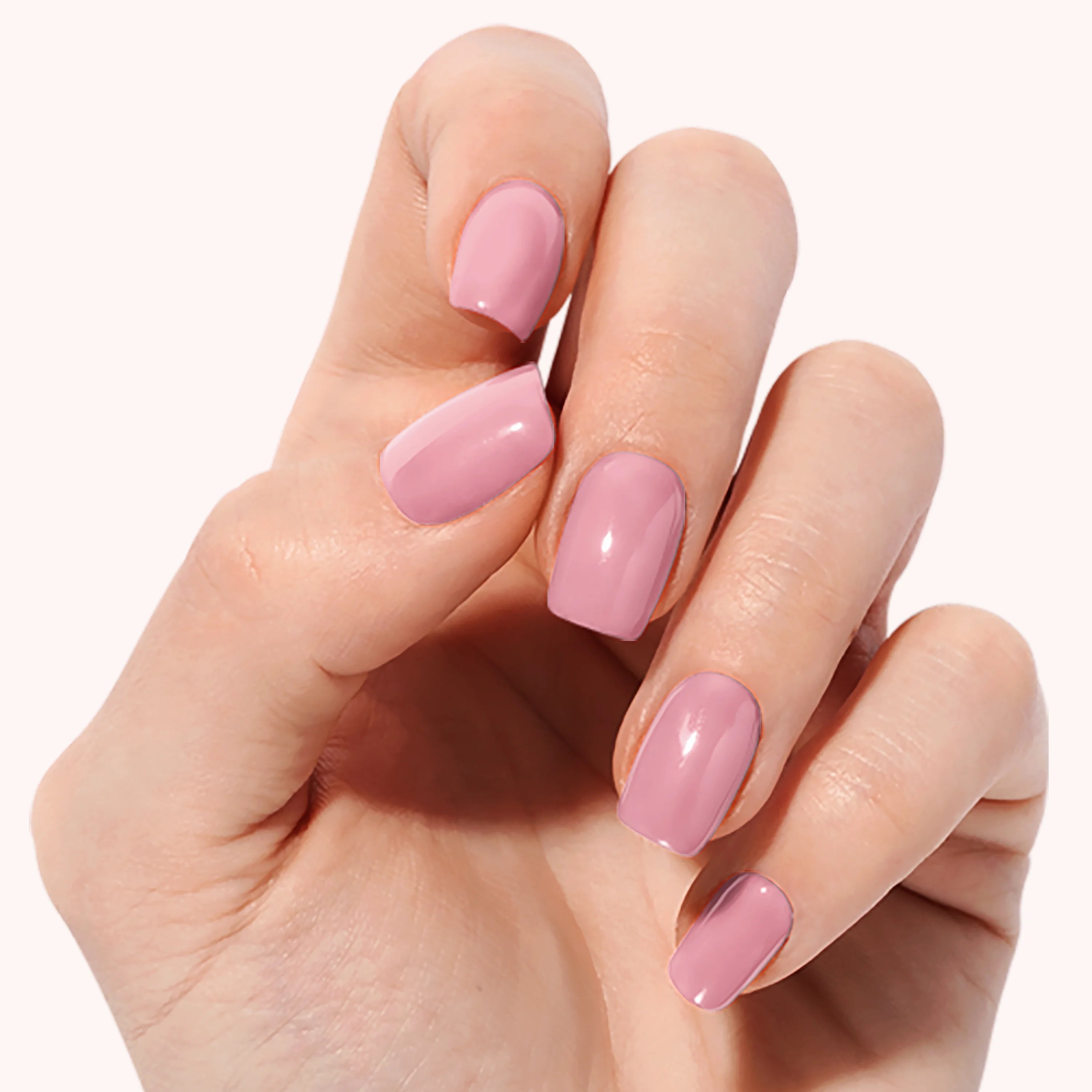 Rose Camélia — N°62